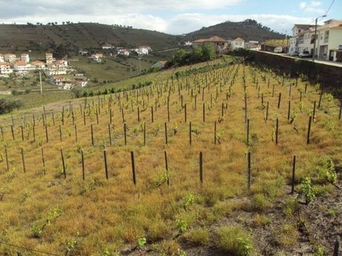 Infestação de azevém-perene – população resistente ao glifosato - numa vinha do Douro
