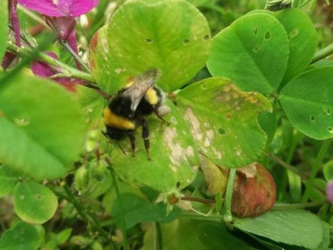 Operation Pollinator abriu-se um mundo novo