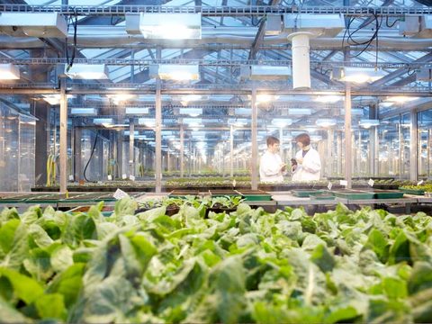 Grupo Syngenta firma novas parcerias para disponibilizar soluções científicas e tecnológicas mais inovadoras à agricultura