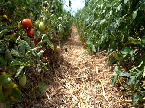 Projeto TomAC demonstra benefícios das culturas de cobertura na produção de tomate para indústria