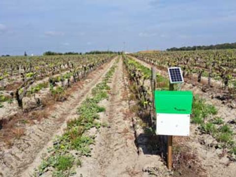 Syngenta lidera projeto inovador de armadilhas digitais para monitorizar a traça-da-uva