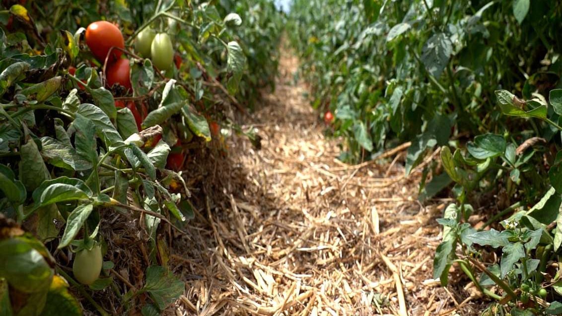 Projeto TomAC demonstra benefícios das culturas de cobertura na produção de tomate para indústria