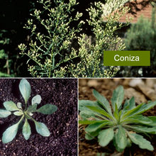 Infestante Coniza (Conyza canadensis)