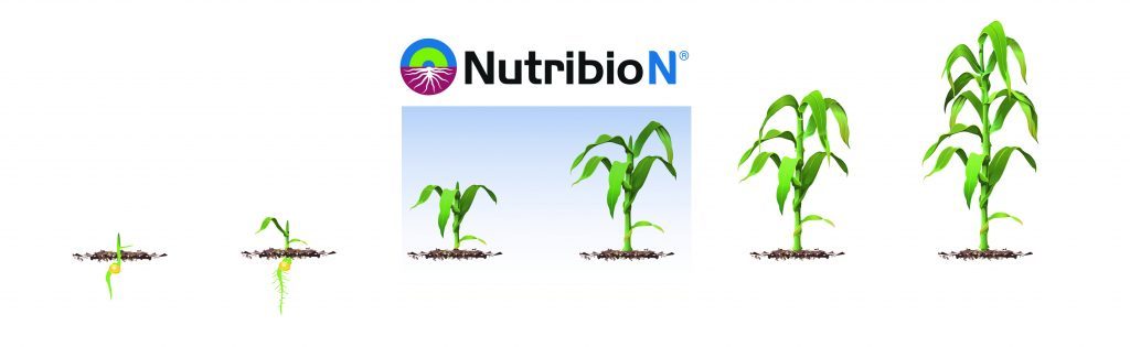 Ciclo nutricional do milho NutribioN