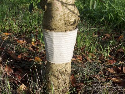 As larvas de bichado abrigam-se nas cintas de cartão canelado e não atacam o tronco das árvores