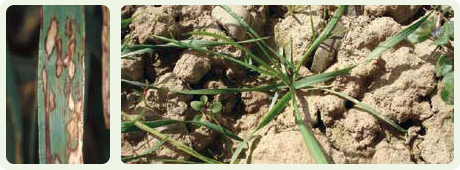 Ataque de Rhynchosporium secalis em cevada convencional