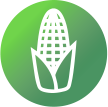 Planta com o melhor porte e desenvolvimento vegetativo do mercado