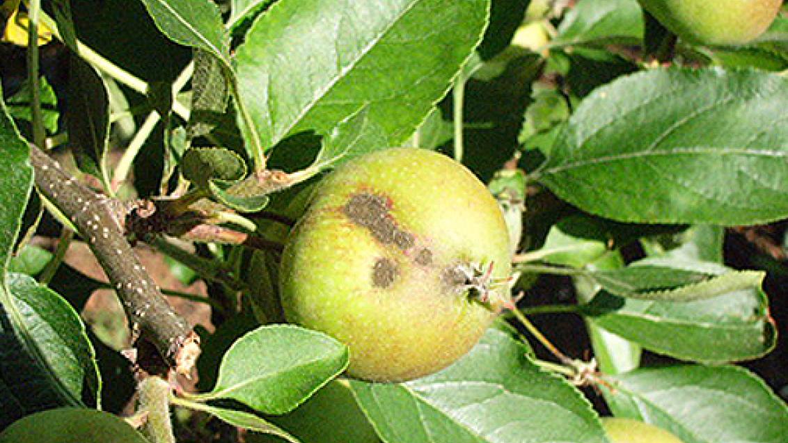 fruto pedrado