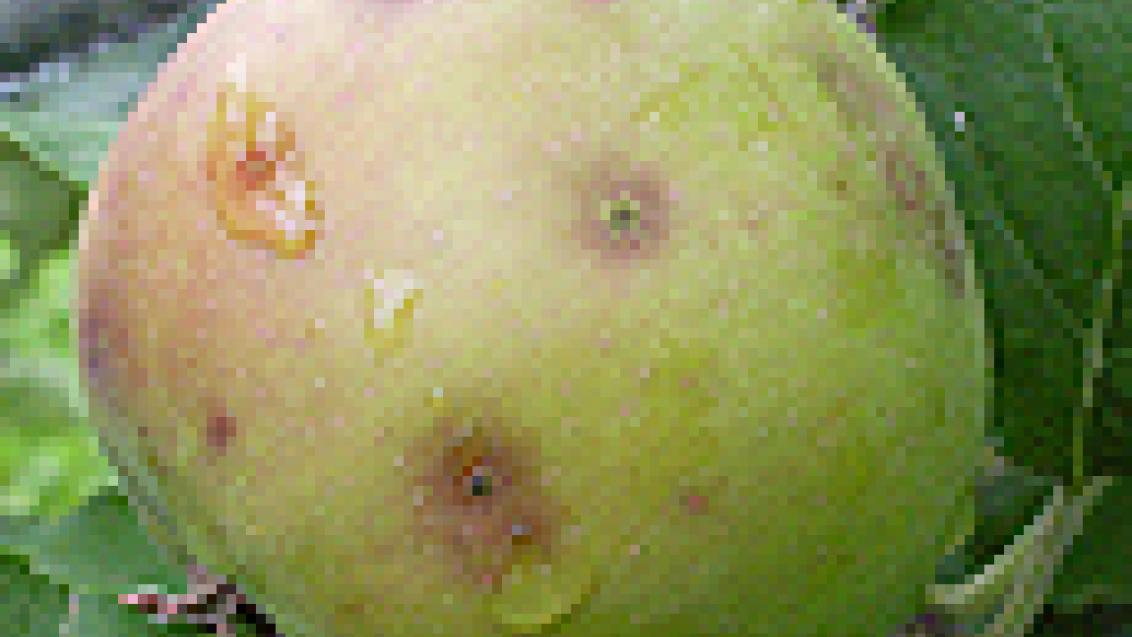 fruto infectado