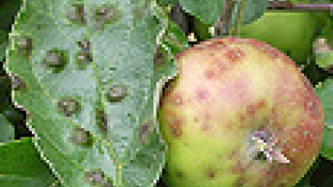frutos e folhas infectadas