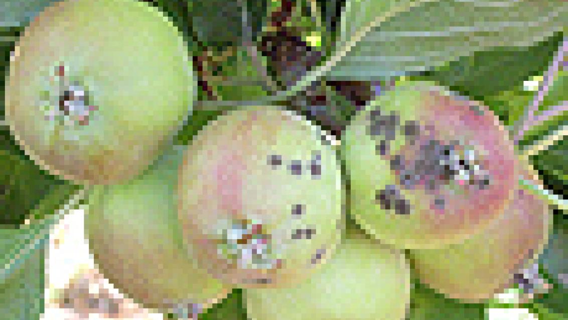 fruto infectado
