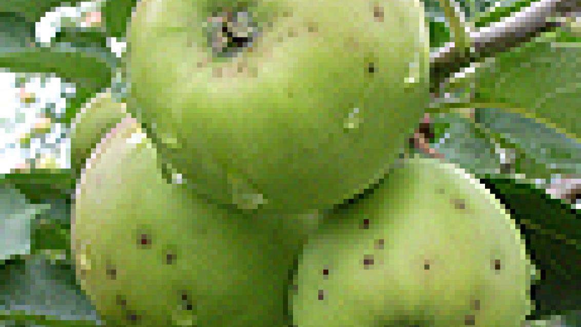 fruto infectado