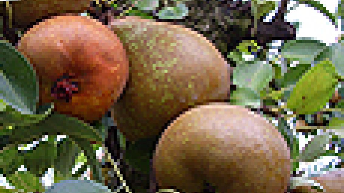 Bichado em Pomóideas