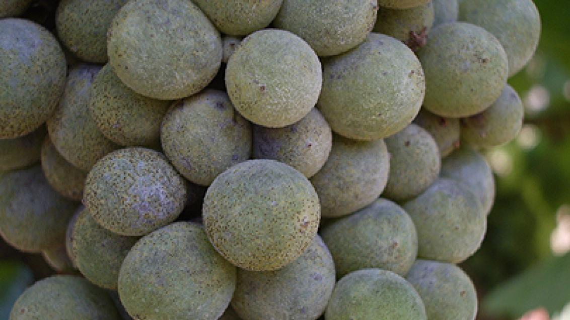 uvas