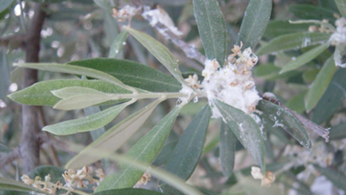 algodao
