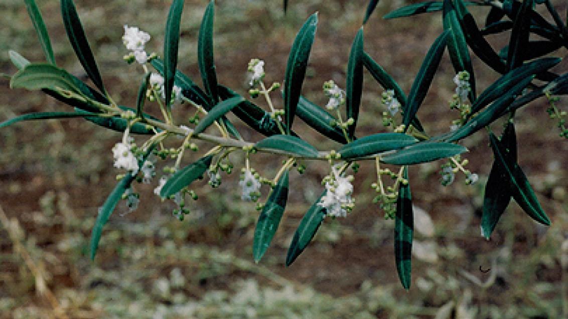 algodao