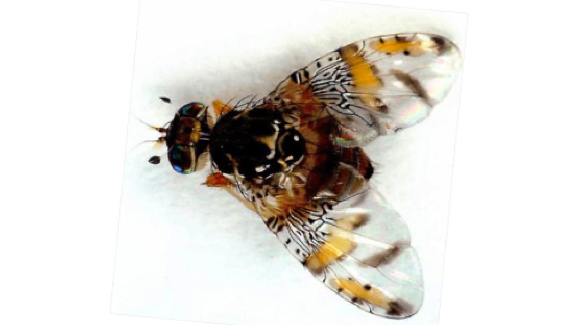 Mosca da fruta em Citrinos