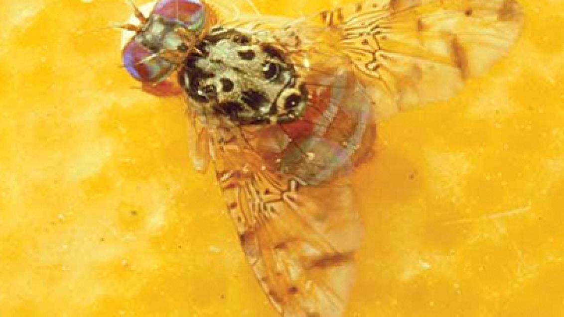 Mosca da fruta em Citrinos