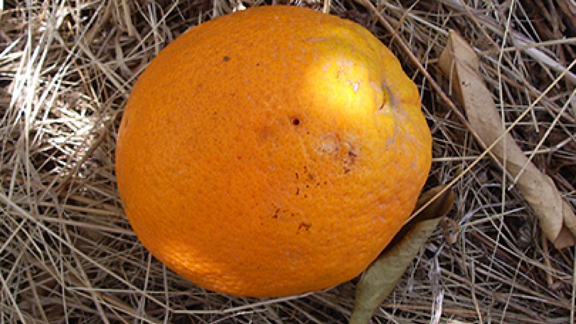 Mosca da fruta em Citrinos
