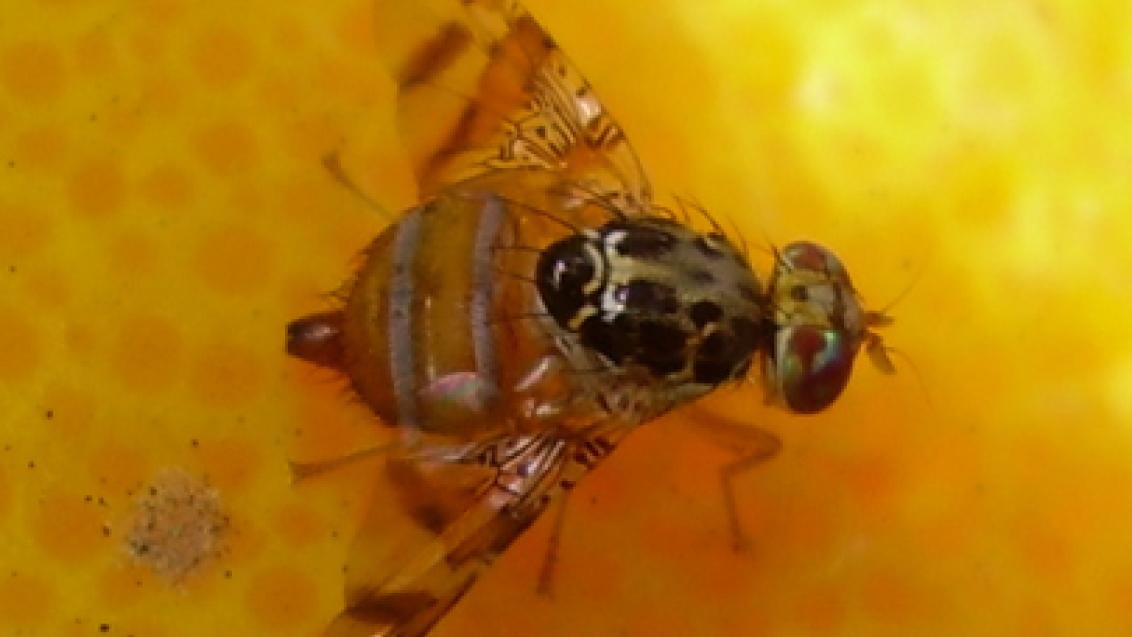 Mosca da fruta em Citrinos