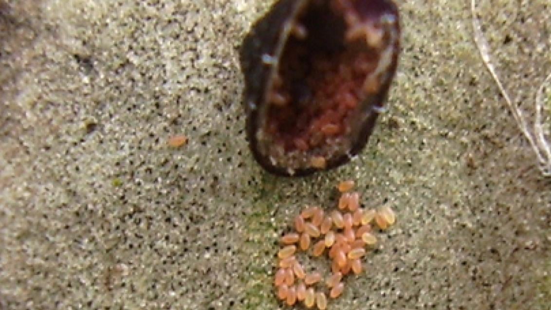 Cochonilha da oliveira