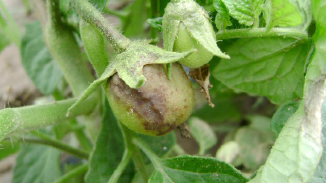 fruto infectado