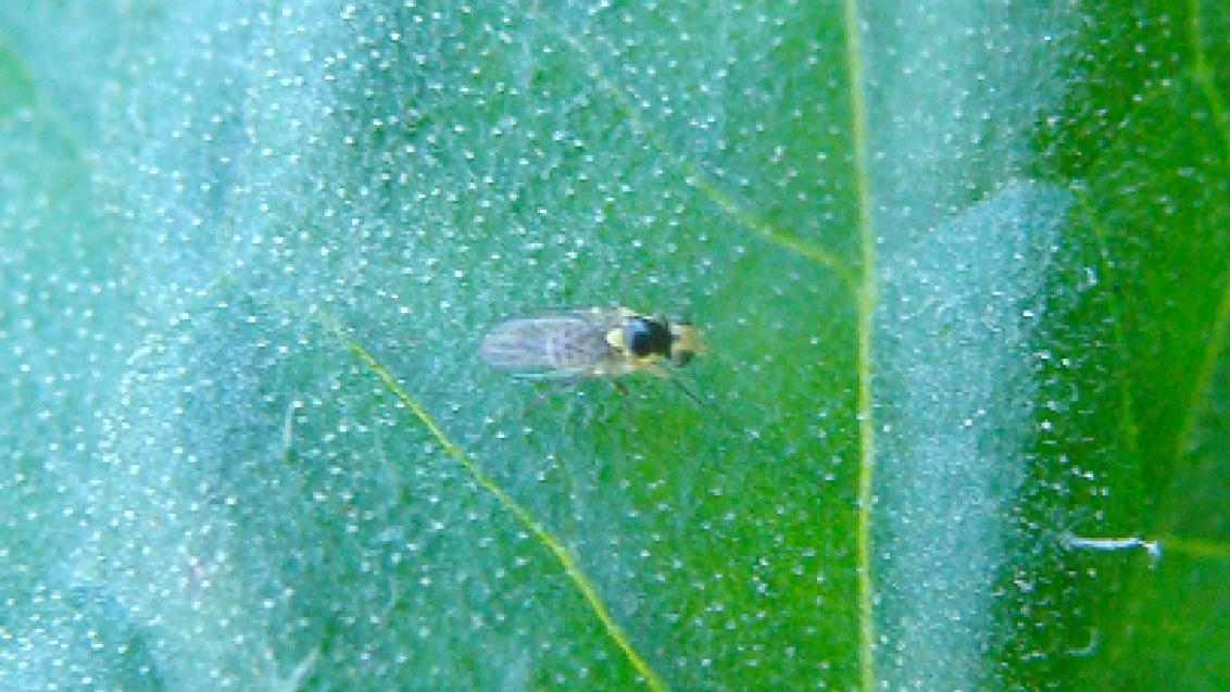 Larva Mineira do Tomate