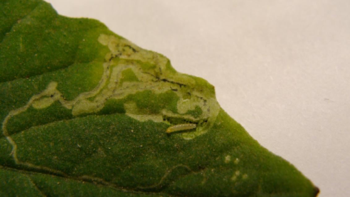 Larva Mineira do Tomate