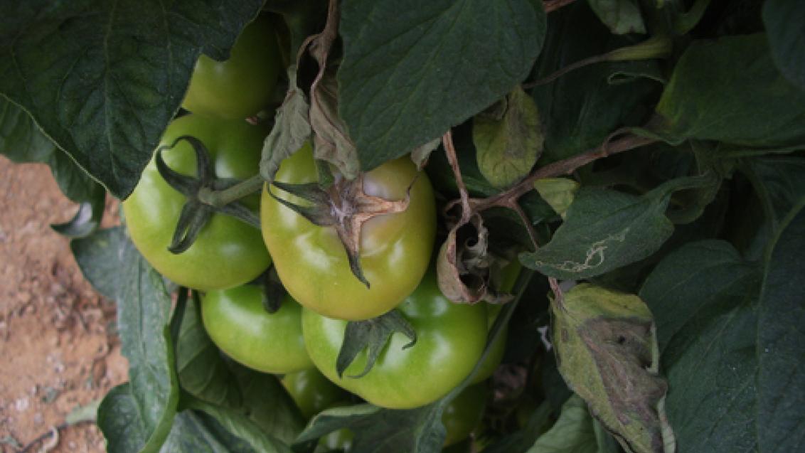 tomate