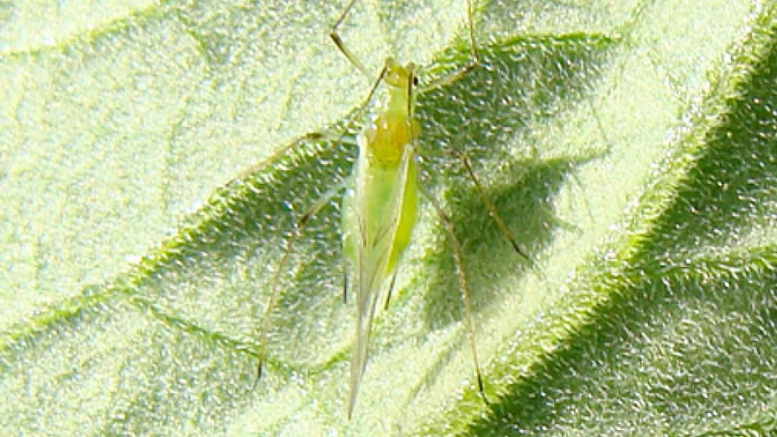pragas