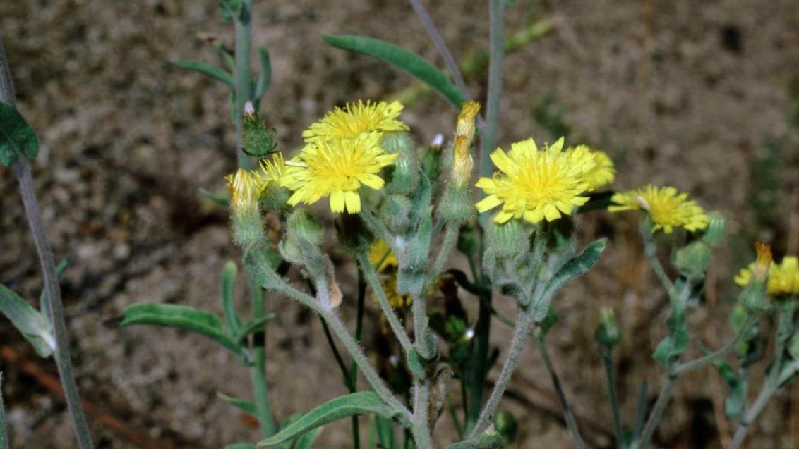 Tripa-de-ovelha, Dicotiledóneas anuais