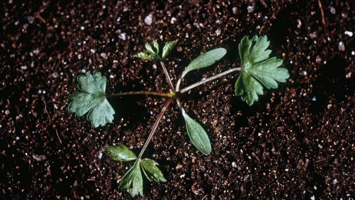 Cicuta-menor, Dicotiledóneas anuais