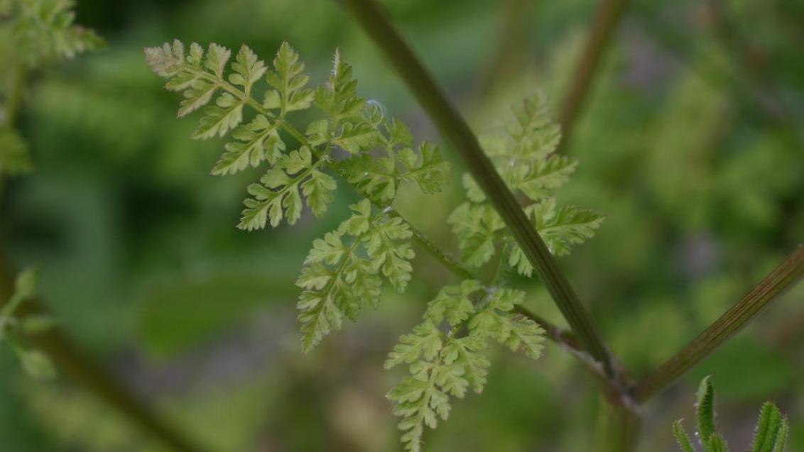 Antriscos, Dicotiledóneas anuais