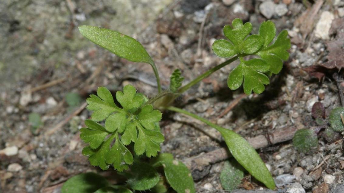 Antriscos, Dicotiledóneas anuais