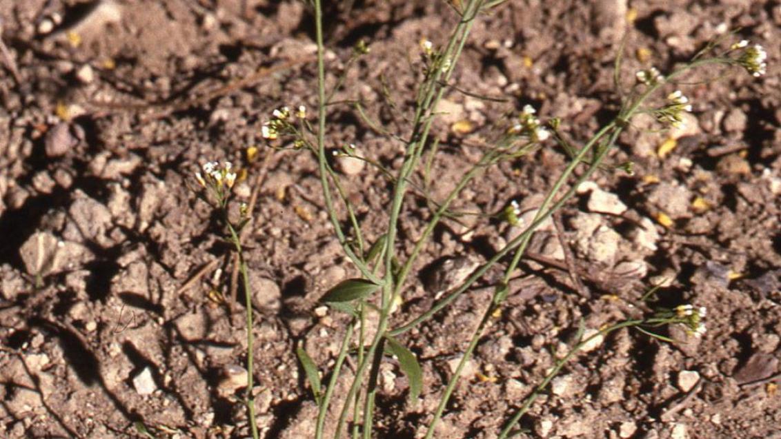 Arabeta, Dicotiledóneas anuais