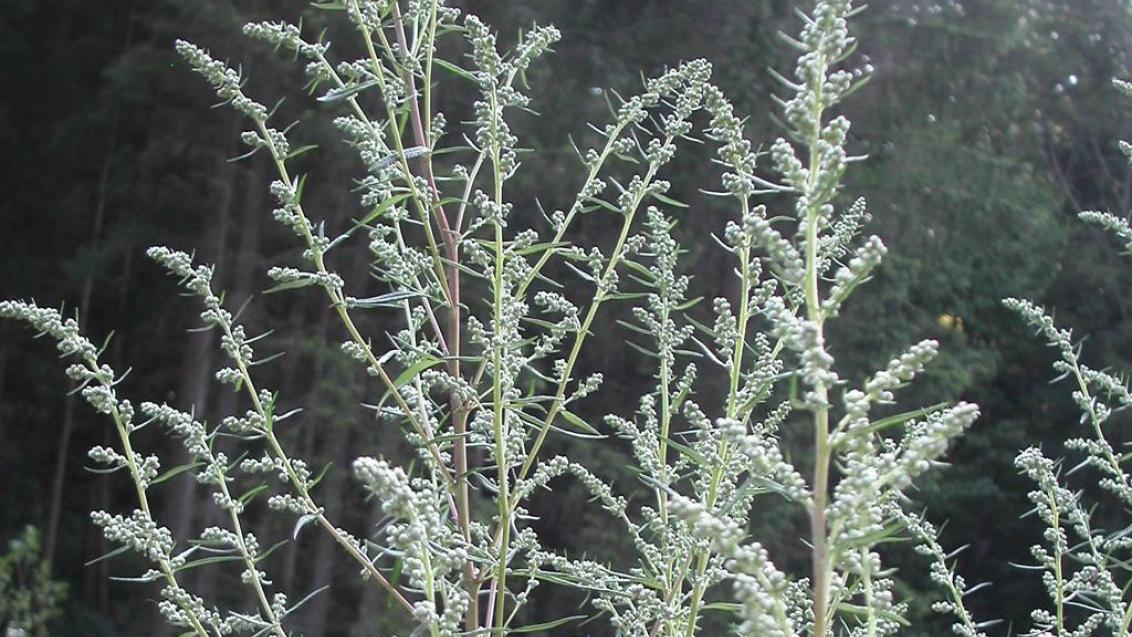Erva-de-fogo, Dicotiledóneas perenes