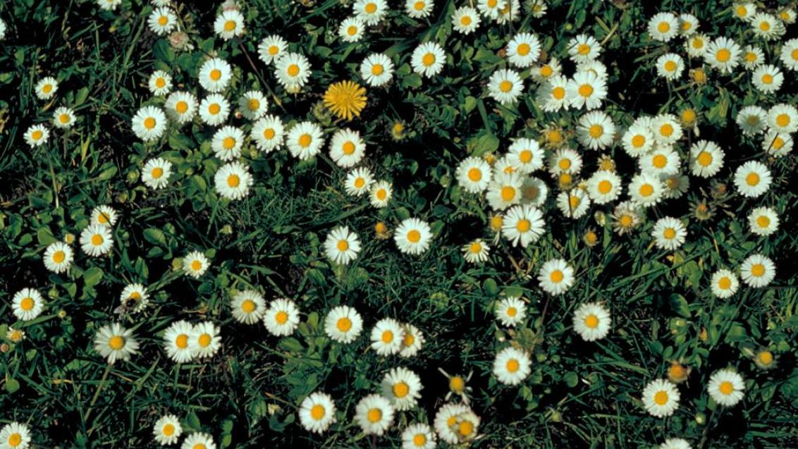 Margarida, Dicotiledóneas perenes