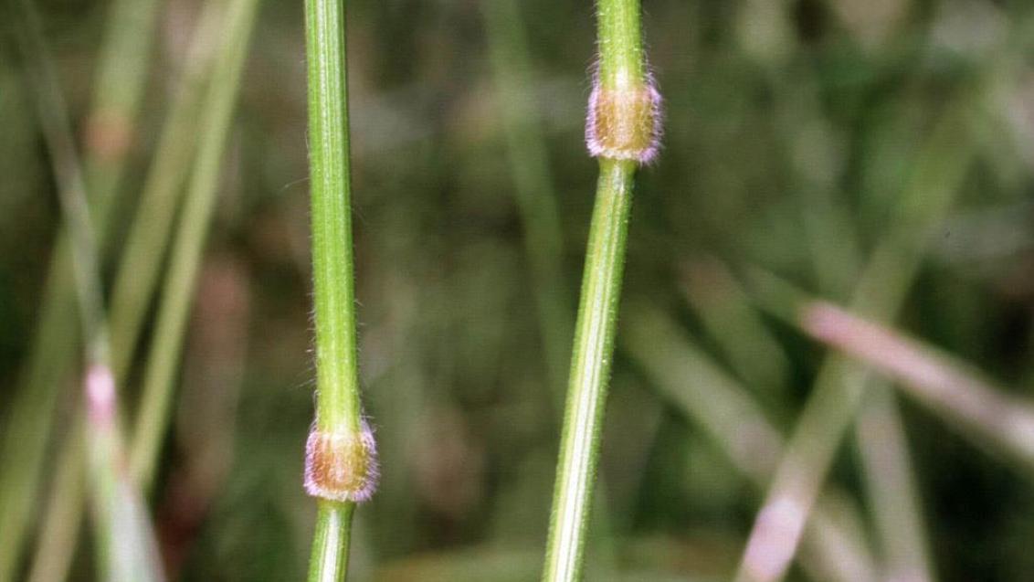 Bromo-doce, Gramíneas anuais e perenes
