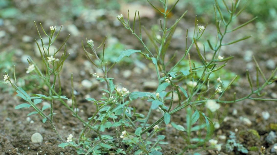 Agrião-menor, Dicotiledóneas anuais