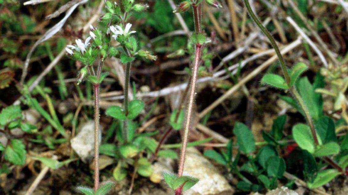 Orelha-de-rato, Dicotiledóneas perenes