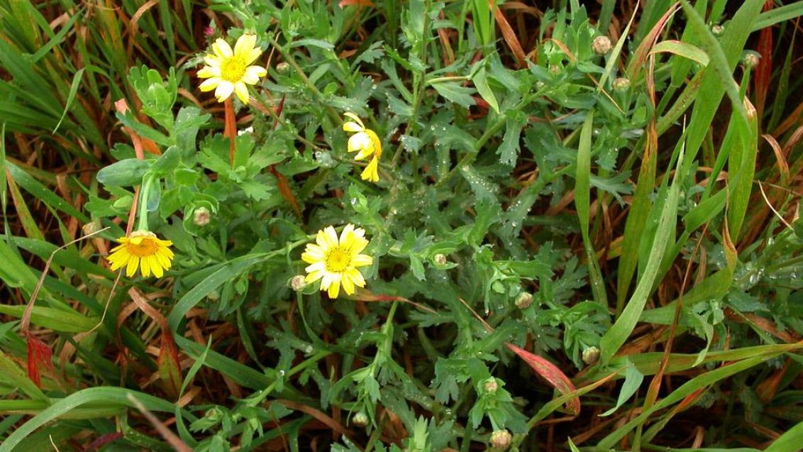 Pampilho-das-seareas , Dicotiledóneas anuais