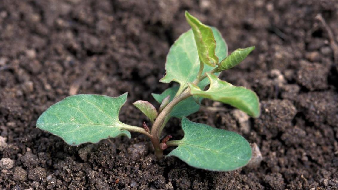 Corriola, Dicotiledóneas perenes