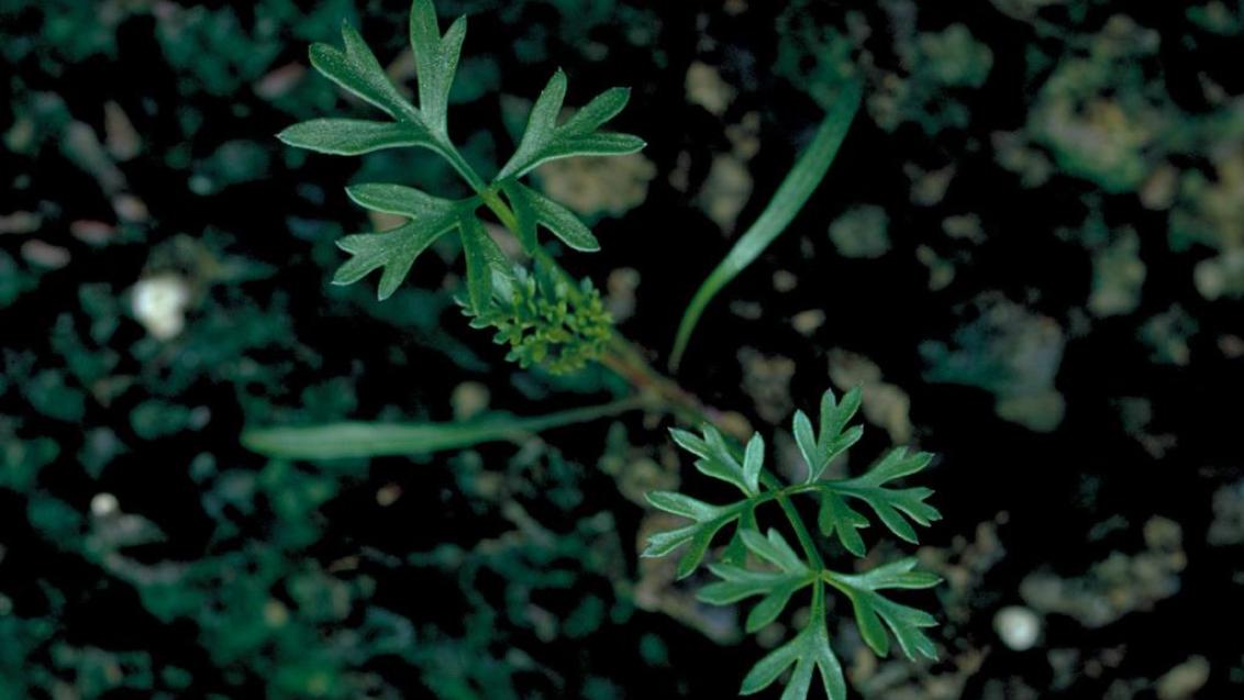 Cenoura-brava, Dicotiledóneas anuais