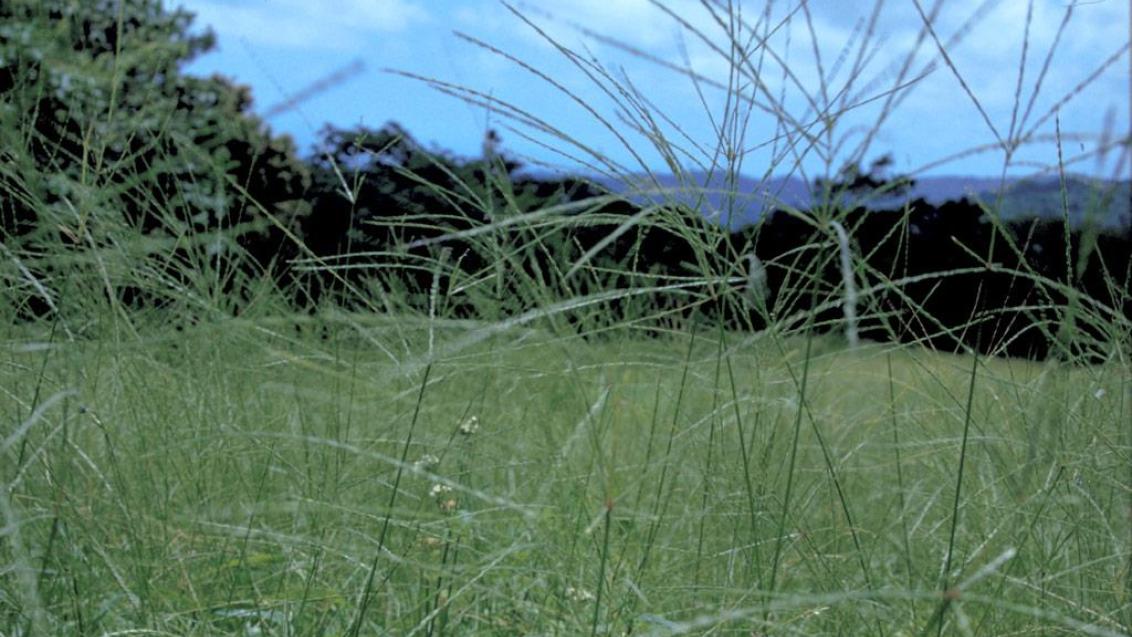 Milhã-digitada, Gramíneas anuais e perenes