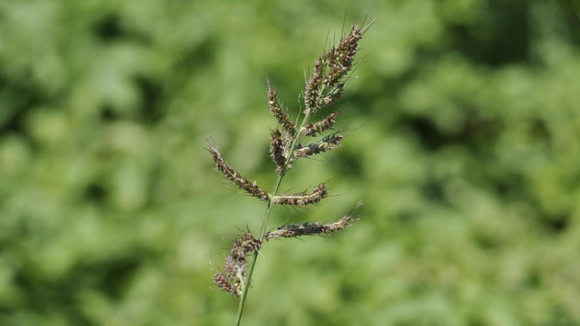 Milhã-pé-de-galo, Gramíneas anuais e perenes