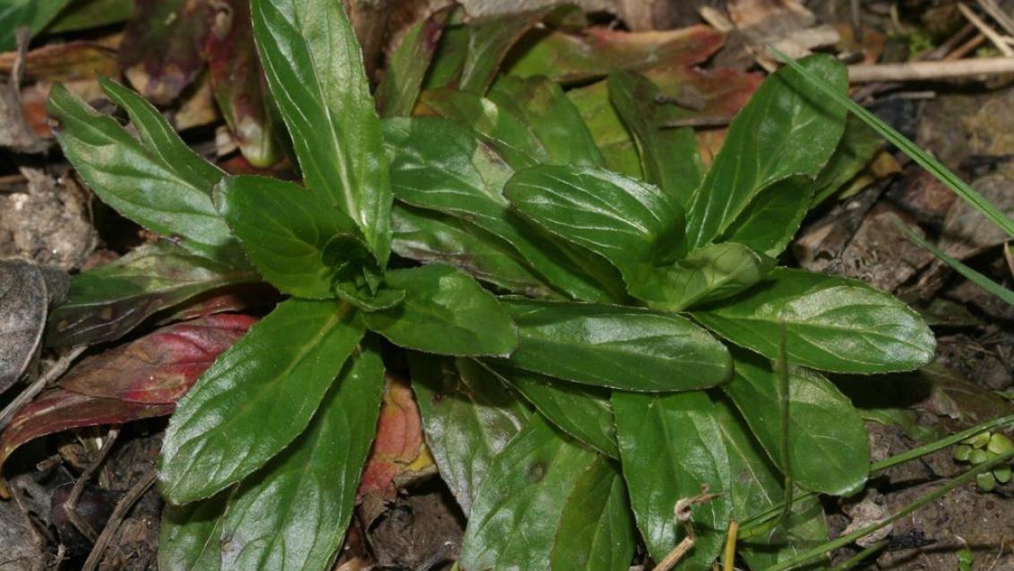 Erva-bonita, Dicotiledóneas perenes