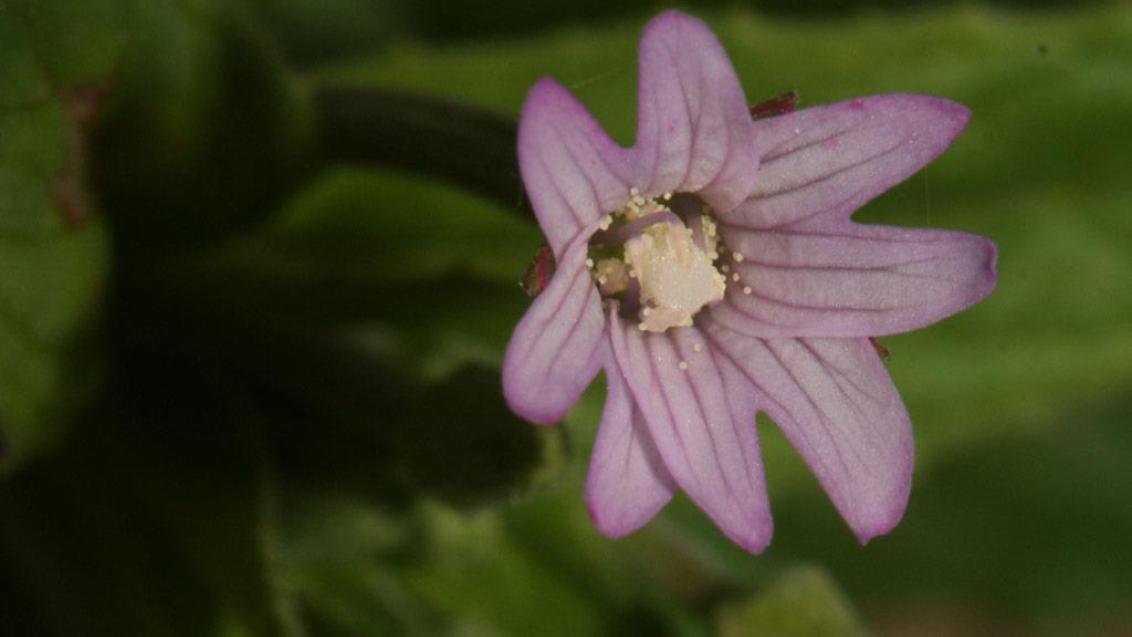 Erva-bonita, Dicotiledóneas perenes