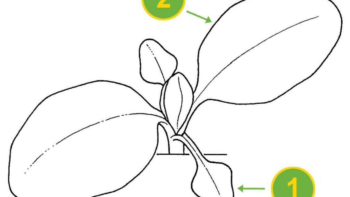 Erva-bonita, Dicotiledóneas perenes