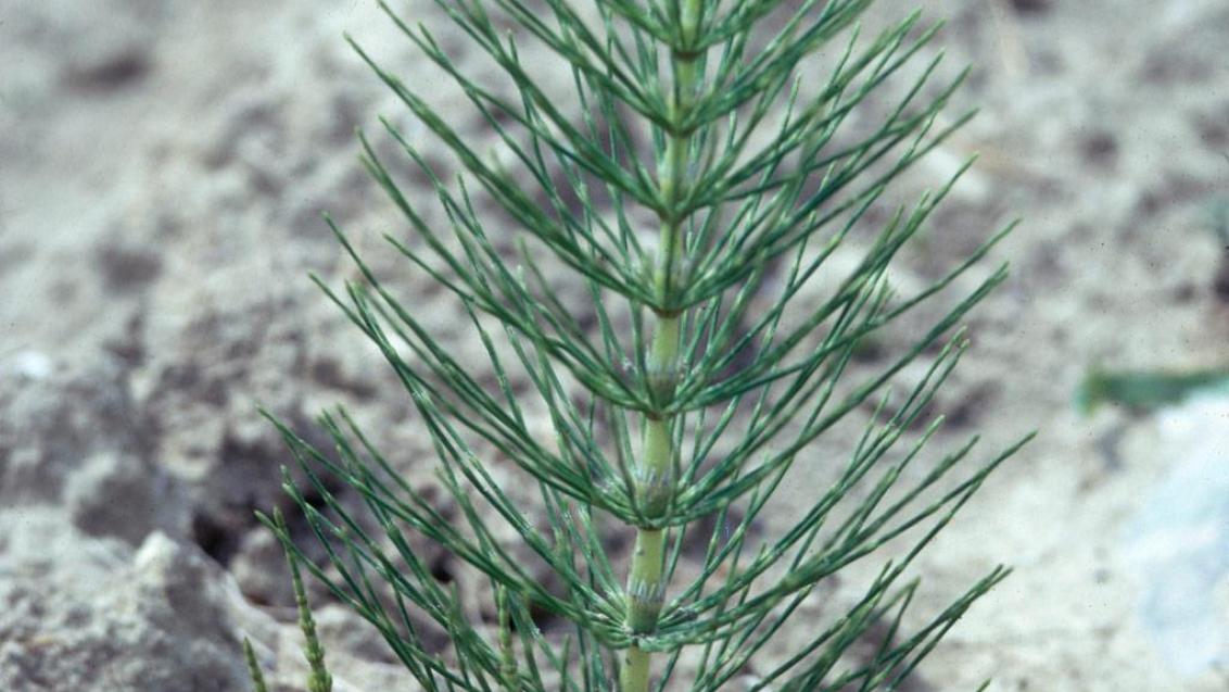 Cavalinha-dos-campos, Dicotiledóneas perenes