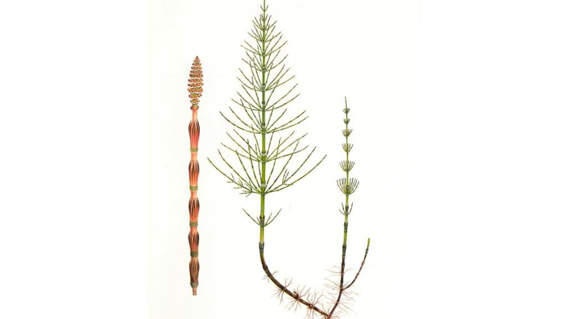 Cavalinha-dos-campos, Dicotiledóneas perenes